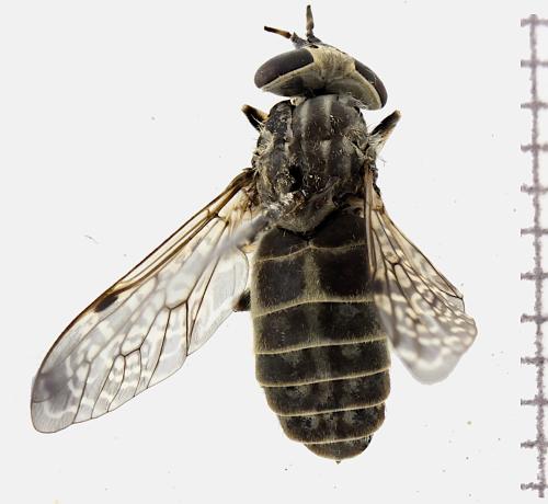 Haematopota pluvialis